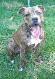 pitt