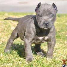 pittbull1