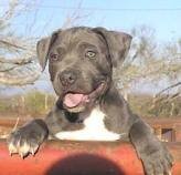 pittbull2