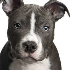 pittbull3