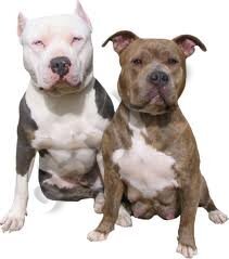 pittbul
