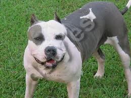 pit