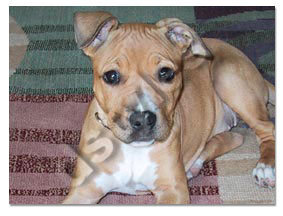 pitbull 2