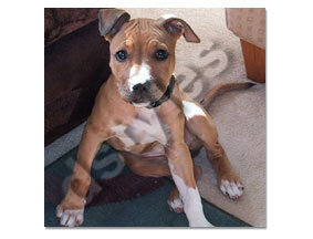 pitbull 11