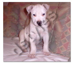 pitbull 13