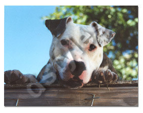 pitbull b